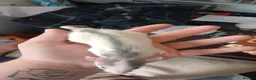 Rat rodents for sale: Dumbo and rex baby rats  in Brierley Hill - Advert 15