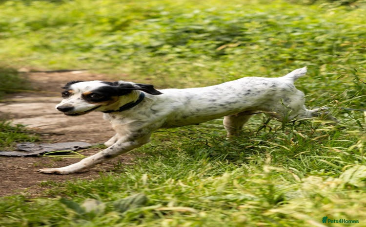 English Setter dogs - Advert 1