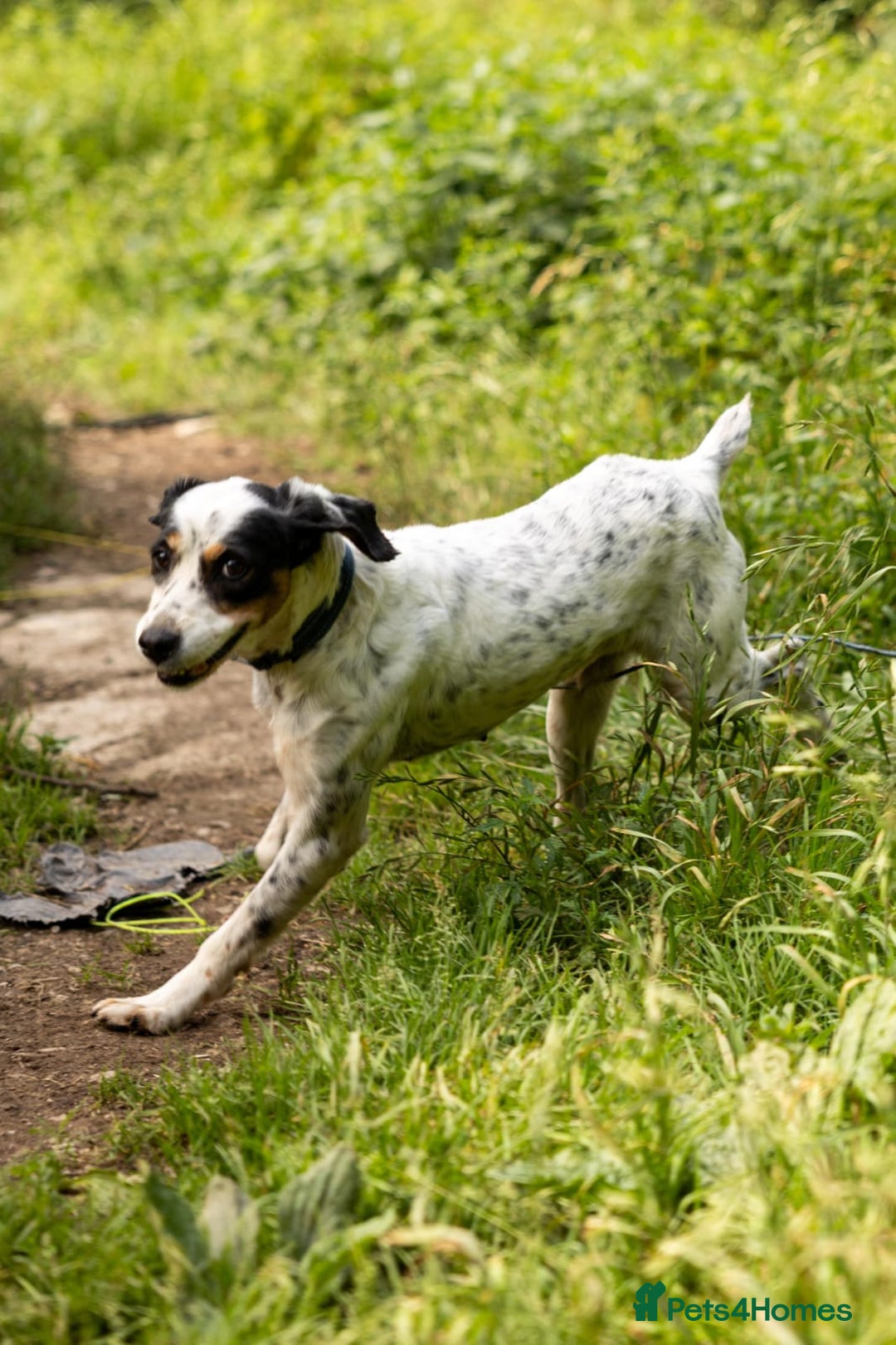 English Setter dogs for adoption: Bimba - Image 1
