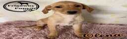 Labrador Retriever dogs for sale: 💛 Yummy Yellow Labs Looking for Loving Homes  💛 - Advert 3