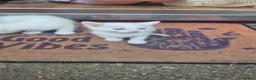 Domestic Shorthair cats for sale: Three young boys ready for new homes  - Advert 5
