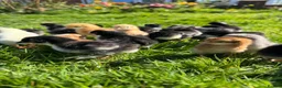 Chickens poultry for sale: Olive Egger & Copper Black Maran chicks - Advert 3