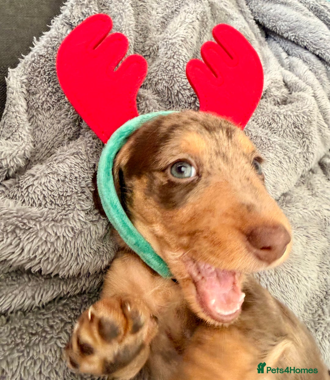 Mixed Breed dogs for sale: Mini Dachshund × Dachshund Cockapoo - Advert 5