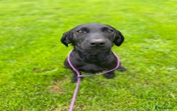 Labrador Retriever dogs for sale: Kind,caring part trained bitch,HEALTH TEST PARENTS - Image 1