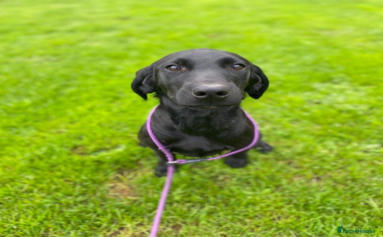 Labrador Retriever dogs - Advert 4