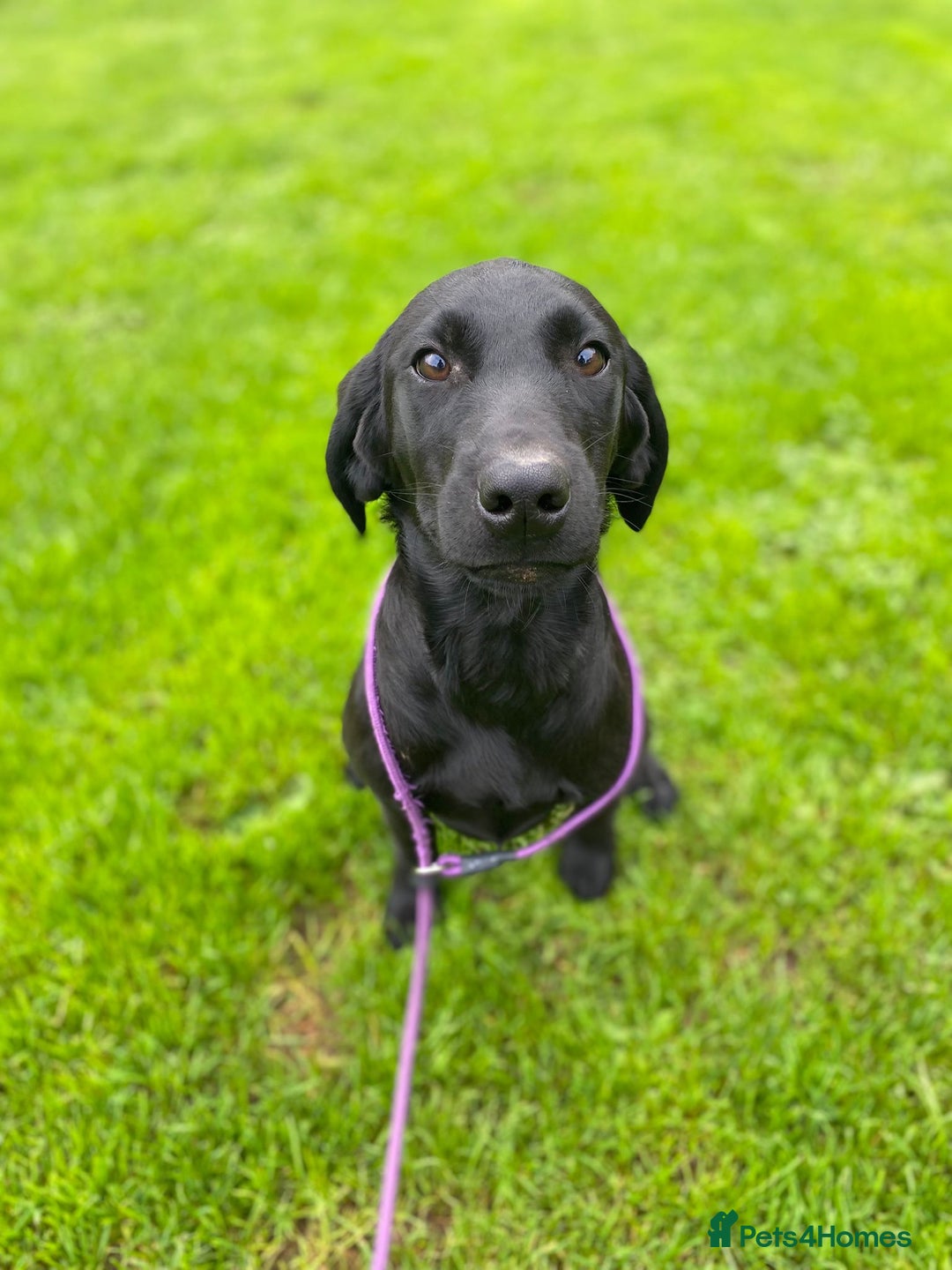 Labrador Retriever dogs for sale: Kind,caring part trained bitch,HEALTH TEST PARENTS - Image 1
