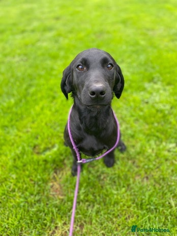 Labrador Retriever dogs - Advert 4