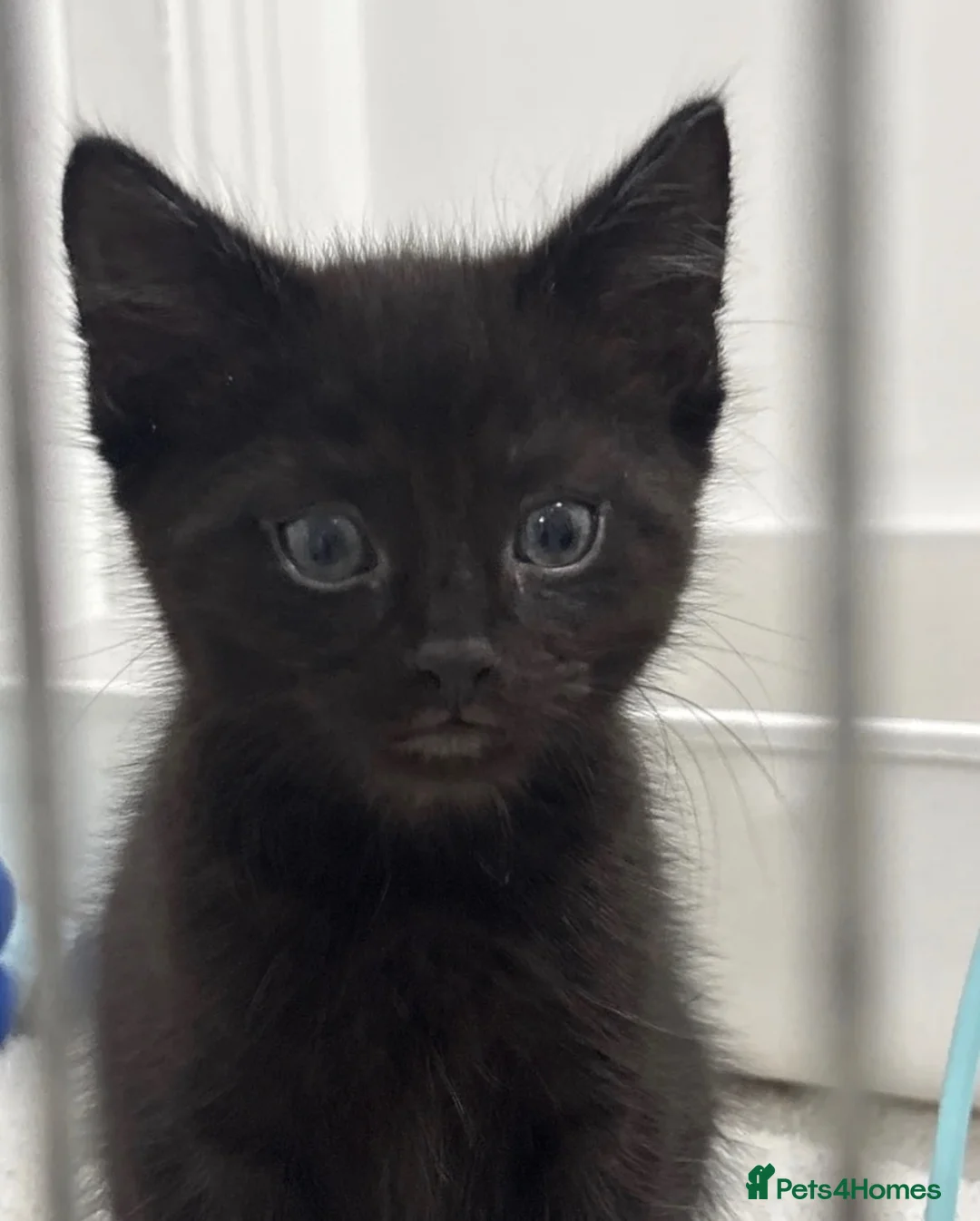 Brazilian Shorthair cats for sale: Brazilian shorthair  - Advert 4