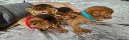 Abyssinian cats for sale: Abyssinian Kittens - Advert 8