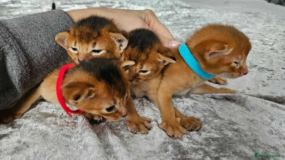 Abyssinian cats for sale: Abyssinian Kittens - Advert 8