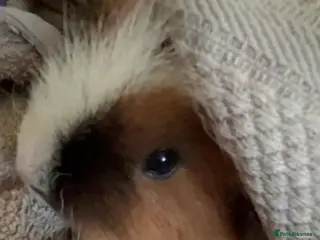 Guinea Pig rodents Two Guinea Pig Texel Boys 7 Months - Advert 9