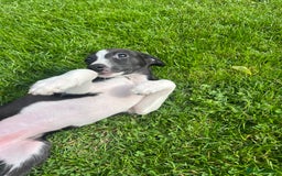 Whippet dogs for sale: Whippets  - Image 20