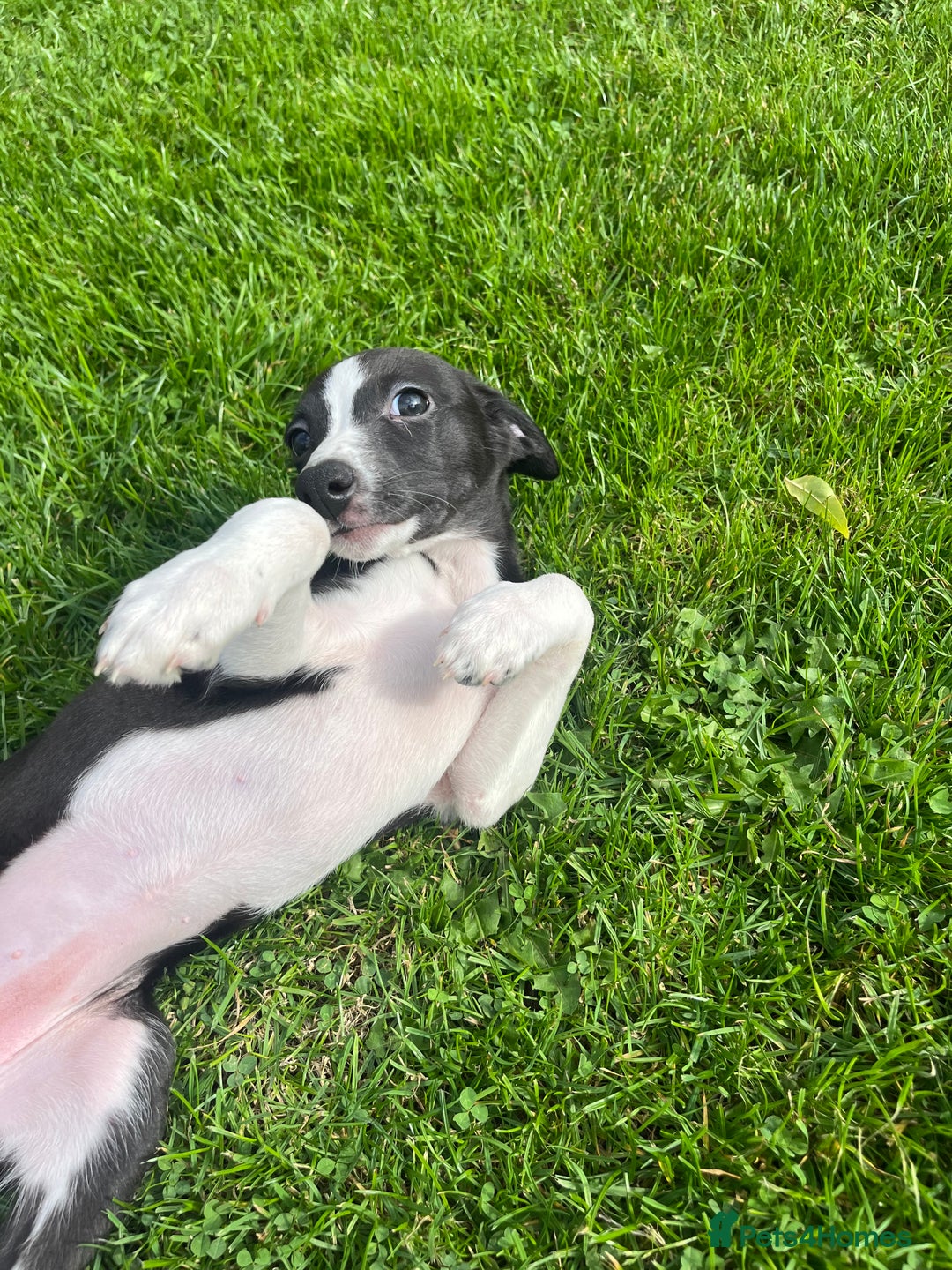 Whippet dogs for sale: Whippets  - Image 20