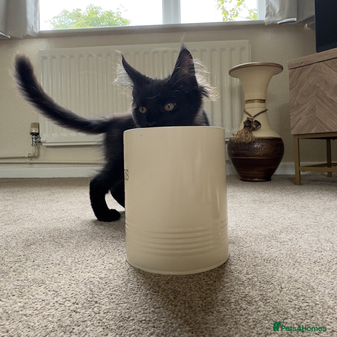 Maine Coon cats for sale: Reduced due to holiday! GCCF Reg Maine Coons - Image 6