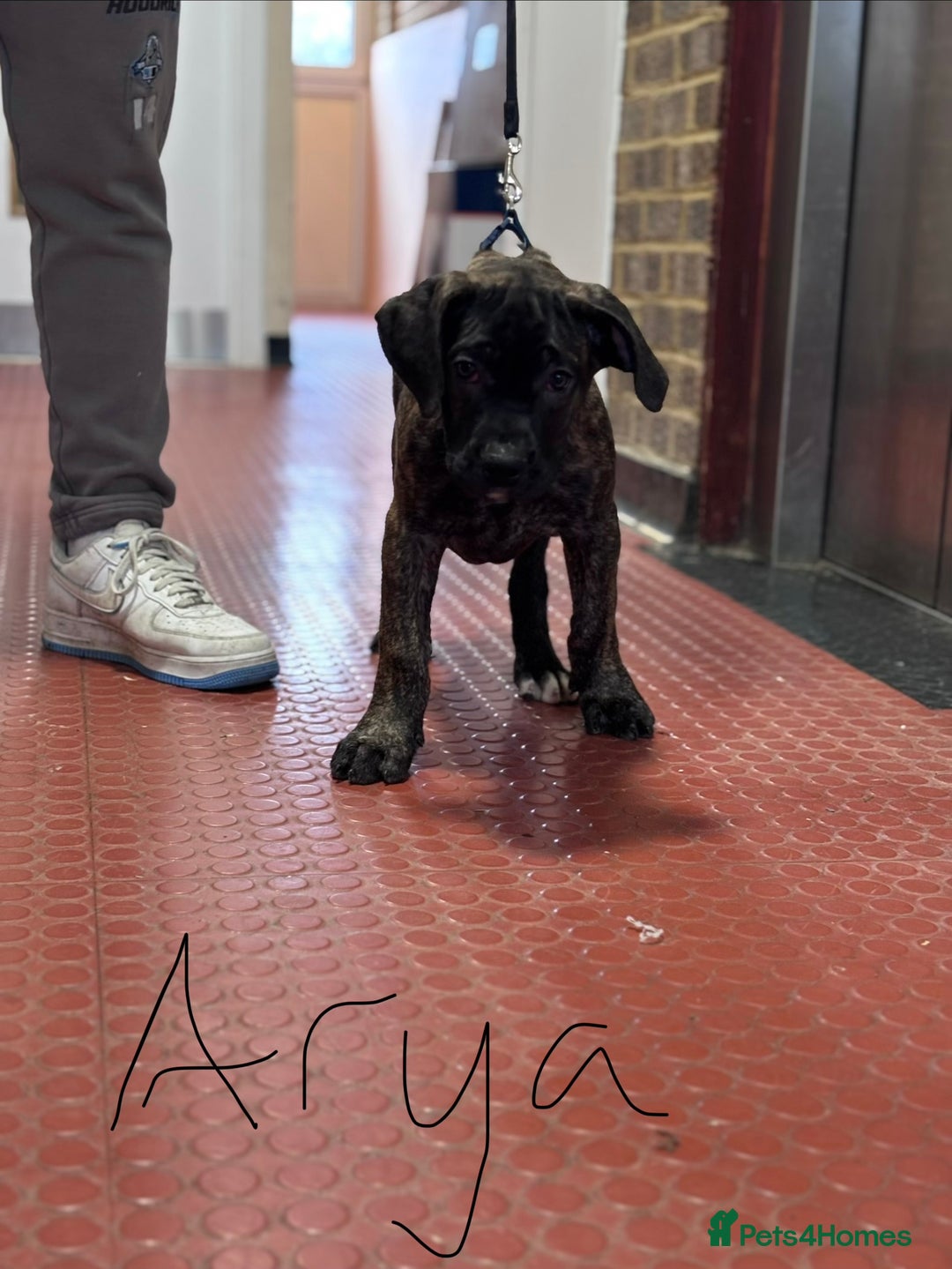 Presa Canario dogs for sale: Presa Canario Puppies  - Advert 8