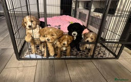 Cockapoo dogs for sale: stunning cockapoos for sale - Image 1