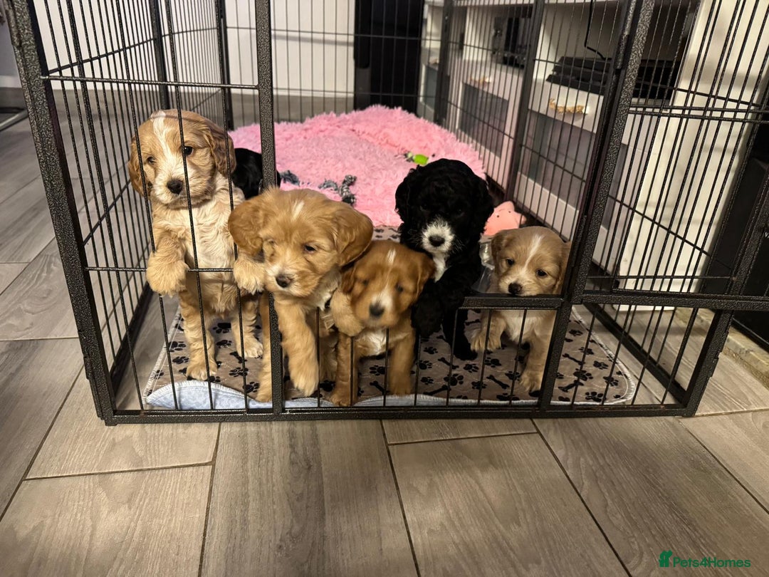 Cockapoo dogs for sale: stunning cockapoos for sale - Image 1