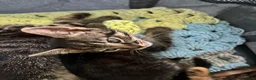 Mixed Breed cats for sale: 3 beautiful kittens ready to go  - Advert 6