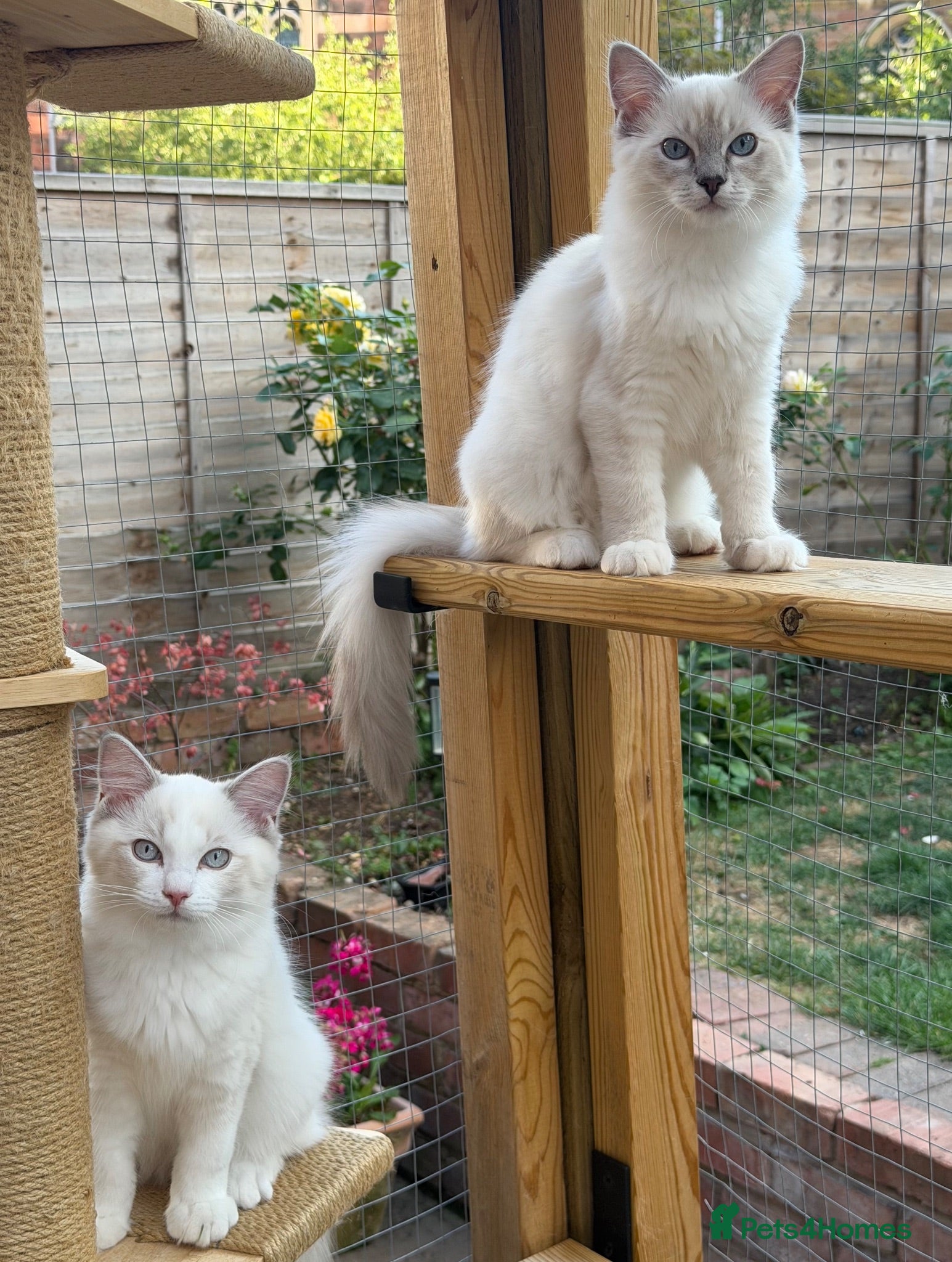 Ragdoll cats GCCF Registered Ragdoll kittens- 2 neutered boys - Advert 2