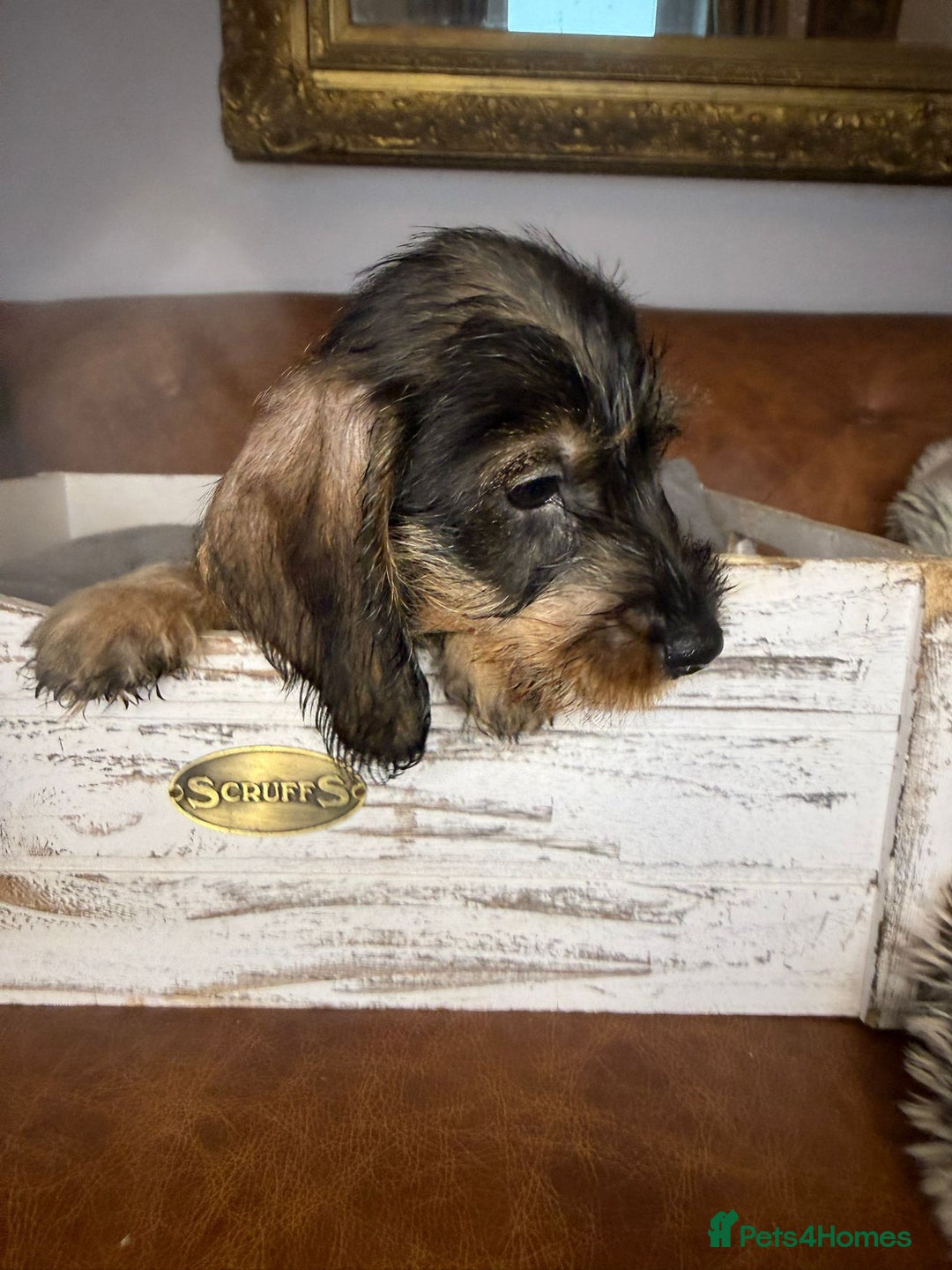 Dachshund dogs for sale: STANDARD WIREHAIRED DACHSHUNDS - Advert 5