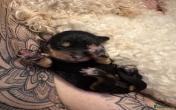 Mixed Breed dogs for sale: Doxie poo puppies - Image 13