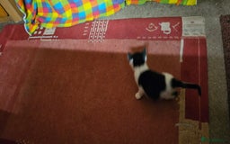Mixed Breed cats for sale: Kittens - Advert 8