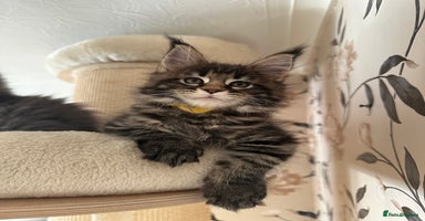 Maine Coon cats - Advert 5