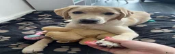 Labrador Retriever dogs for sale: Six month old Labrador Retriever  - Advert 12