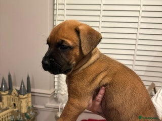 Mixed Breed dogs Boxador puppies - Advert 6