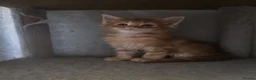 Maine Coon cats for sale: Maine Coon Red Tabby Gingers - Advert 16