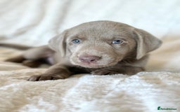 Labrador Retriever dogs for sale: KC Reg Fully Health Tested Labrador Pups - Image 7