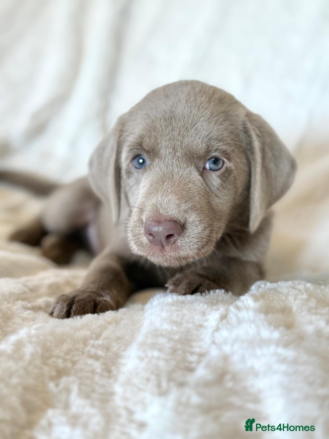 Labrador Retriever dogs for sale: KC Reg Fully Health Tested Labrador Pups - Image 7