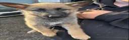 German Shepherd dogs for sale: german shepherd pups in Huntingdon - Advert 3