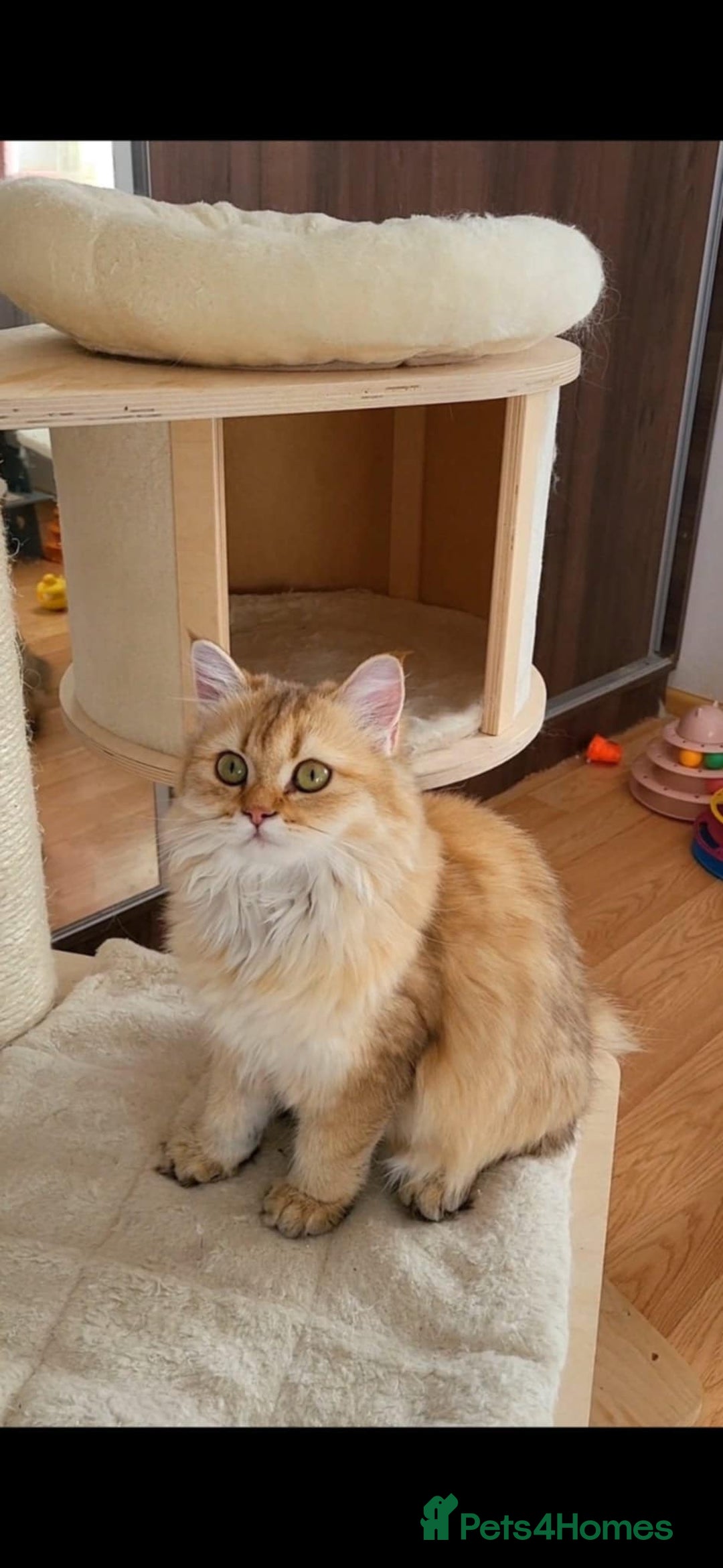 British Longhair cats for sale: Purebred British Longhair Female  - Image 6