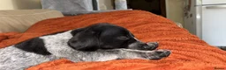 German Shorthaired Pointer dogs for sale: German Shorthaired Pointer - Advert 13