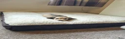 Miniature Dachshund dogs for sale: Gorgeous Long Haired Cream Miniature Dachshunds - Advert 8