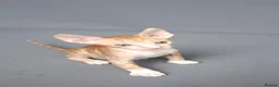 Cornish Rex cats for sale: Cornish Rex Kittens Available for Reservation  - Advert 12