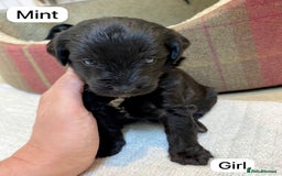 Mixed Breed dogs for sale: Gorgeous Cockapoo/Jackapoo Puppies - Image 8