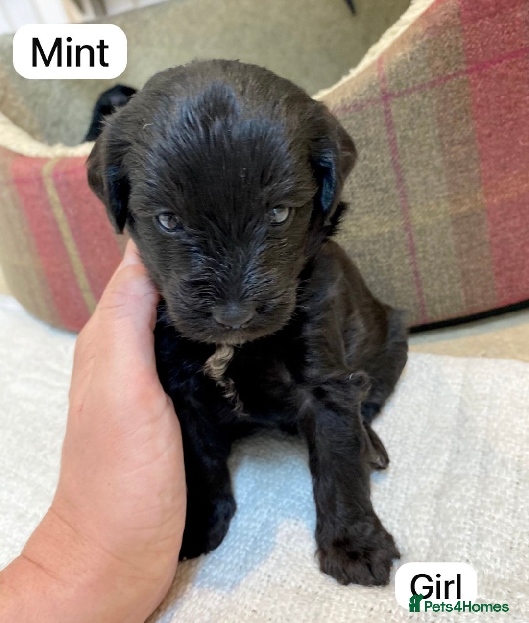 Mixed Breed dogs for sale: Gorgeous Cockapoo/Jackapoo Puppies - Image 8
