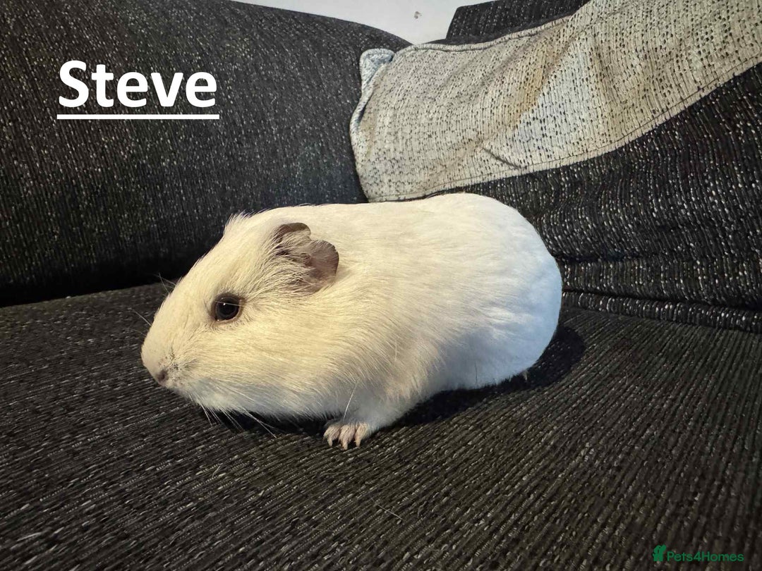 Guinea Pig rodents for sale: Male Guinea Pigs - Image 4
