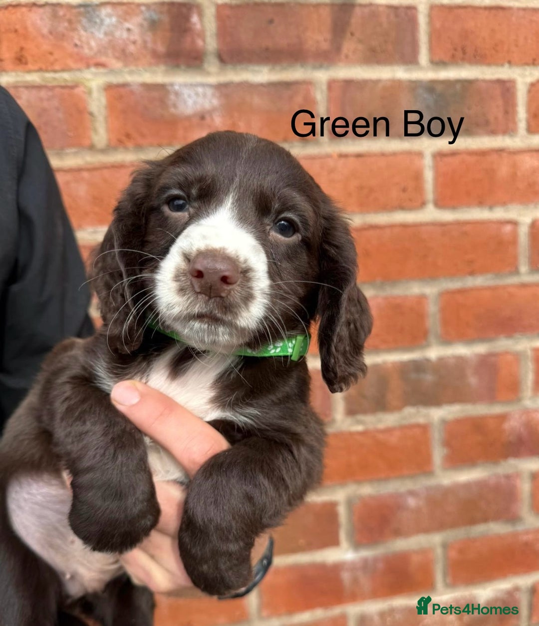 Cocker Spaniel dogs for sale: KC Reg Cocker Spaniel Puppies - Image 9