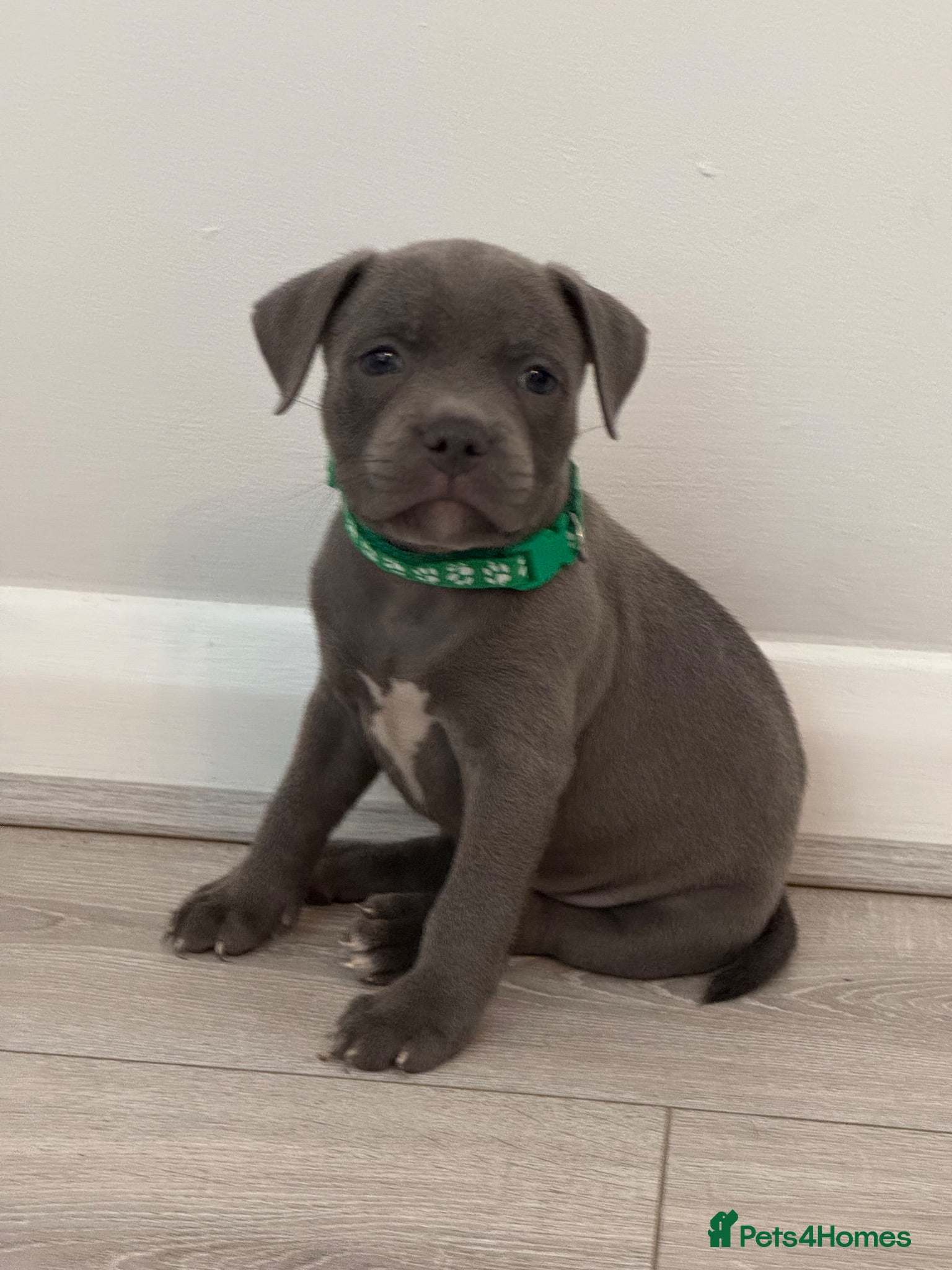 Staffordshire Bull Terrier dogs KC Reg Blue Staffordshire Bull Terrier - READY NOW - Advert 11