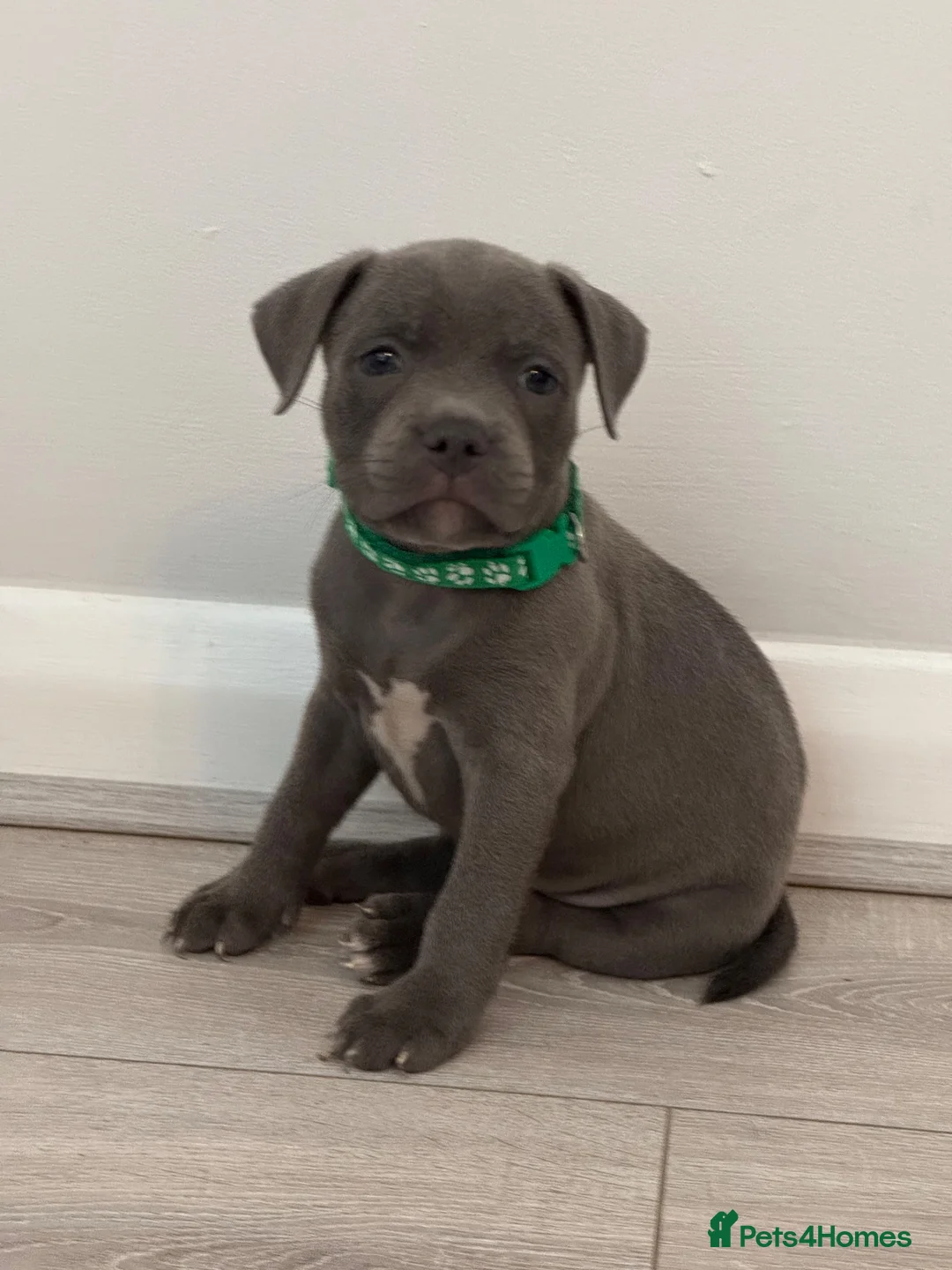 Staffordshire Bull Terrier dogs for sale: Blue Staffordshire Bull Terrier - Advert 2
