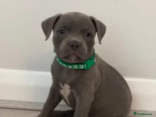 Staffordshire Bull Terrier dogs KC Reg Blue Staffordshire Bull Terrier - READY NOW - Advert 1