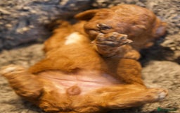 Cavapoo dogs for sale: Gorgeous F1B Fox Red Cavapoo Puppies - Image 4