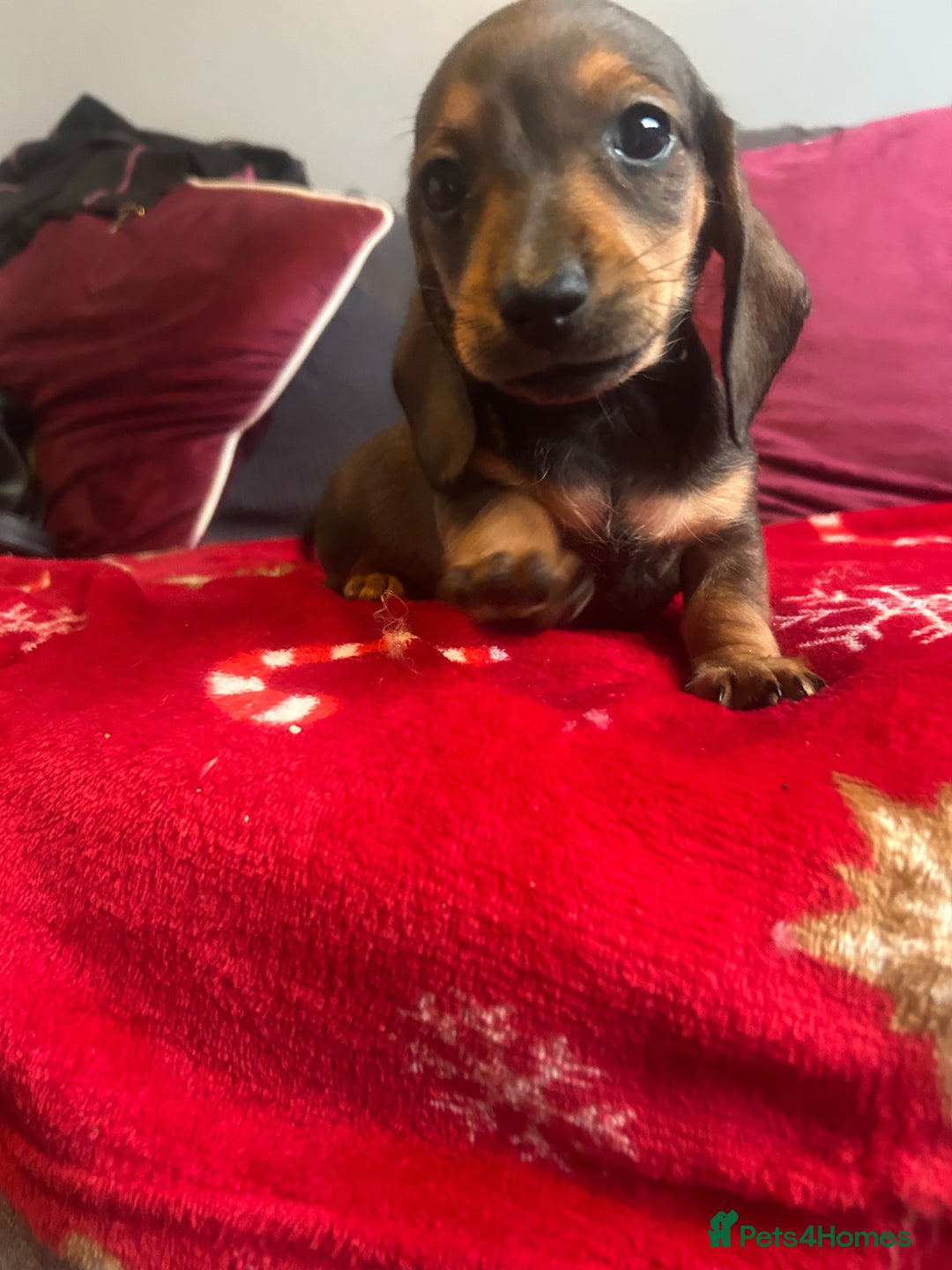 Miniature Dachshund dogs for sale: Miniature dachshund puppy’s  - Advert 18