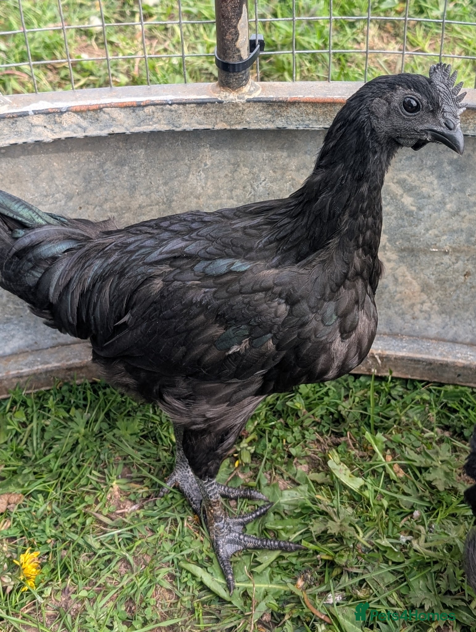 Chickens poultry Ayem Cemani Cockerels  - Advert 9