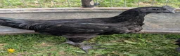 Chickens poultry for sale: Ayem Cemani Cockerels  in Matlock - Advert 1