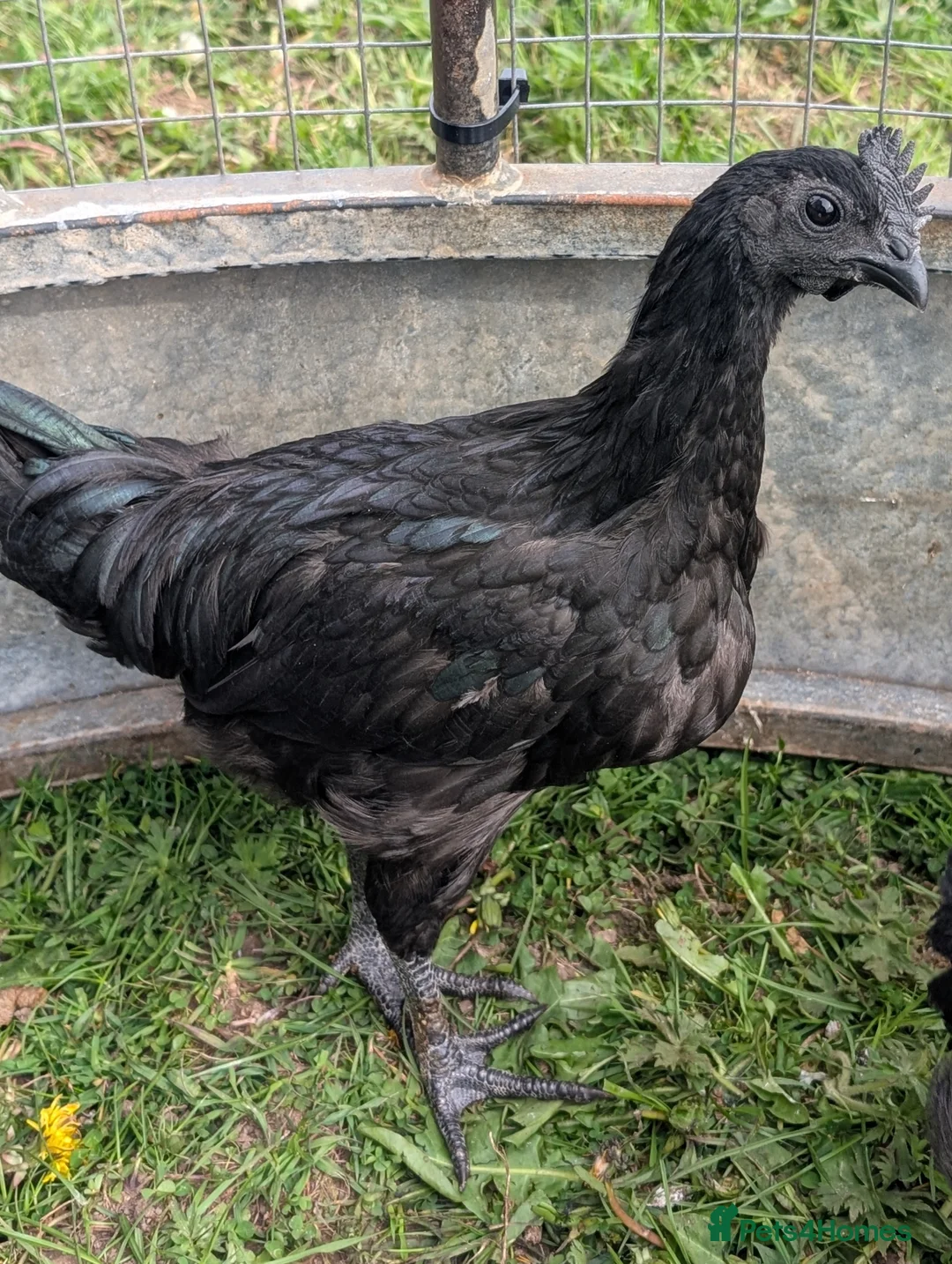 Chickens poultry for sale: Ayem Cemani Cockerels  in Matlock - Advert 1