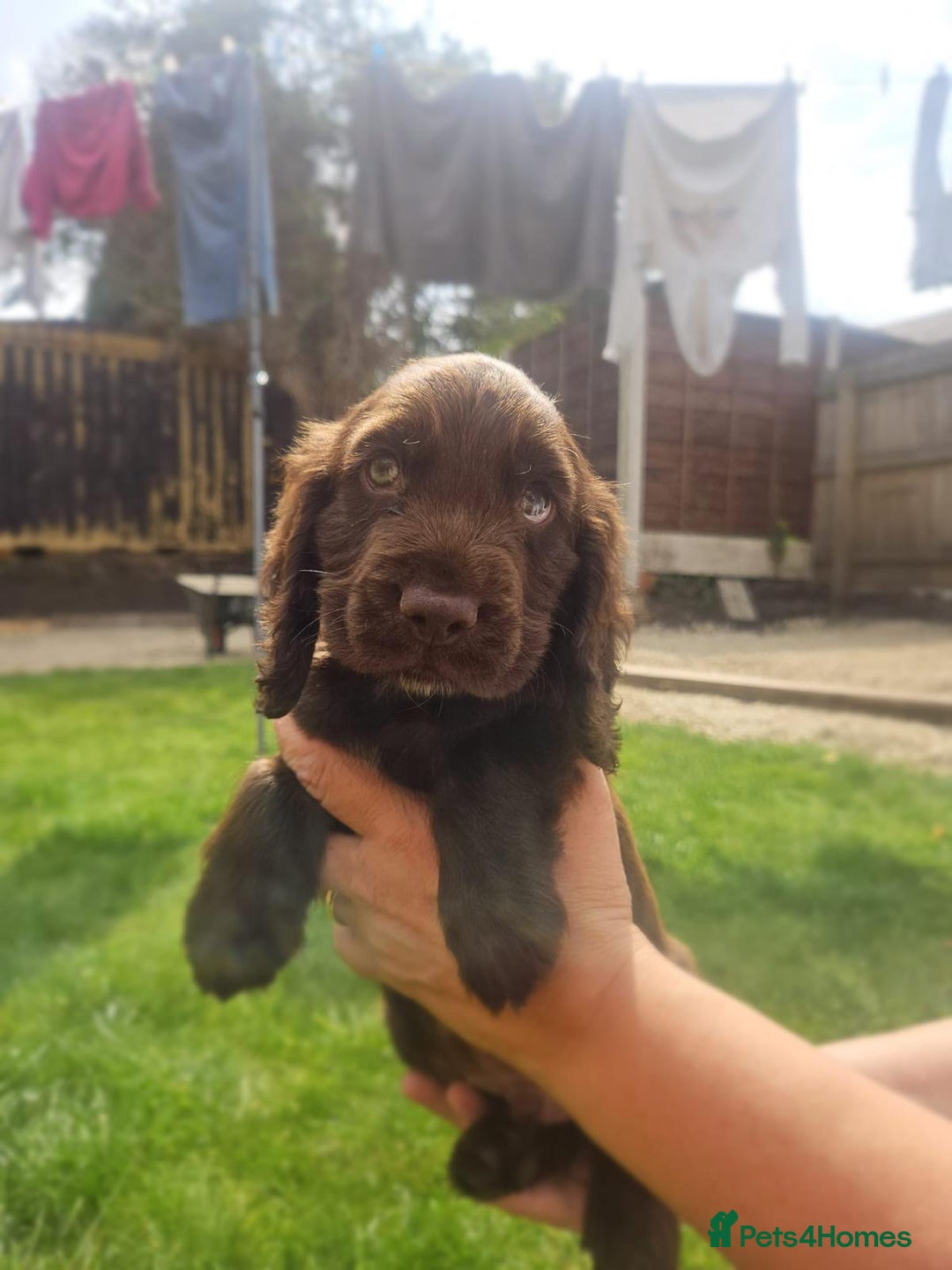 Cocker Spaniel dogs for sale: Show type cocker spaniel puppies  - Image 11